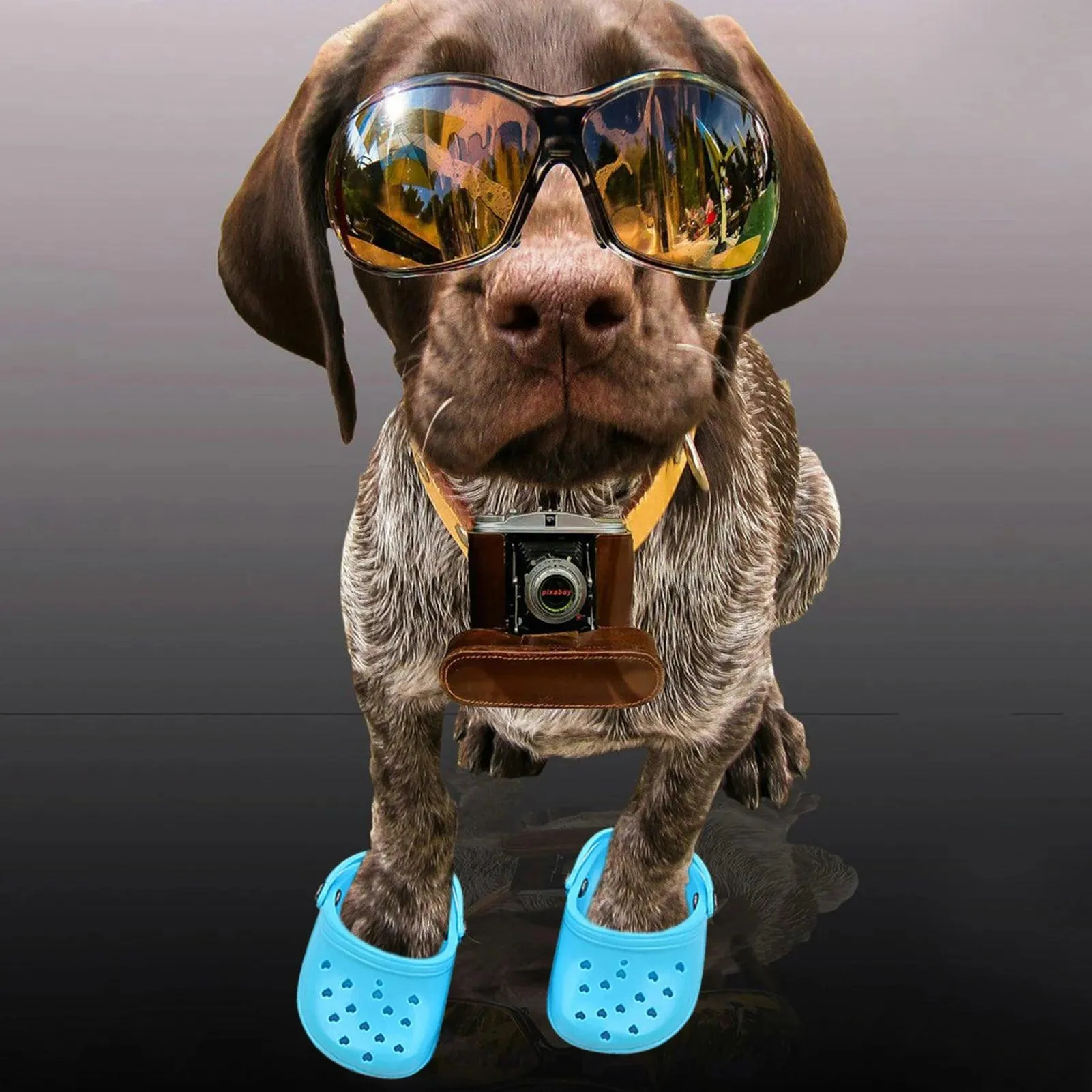 Colourful Dog Crocs